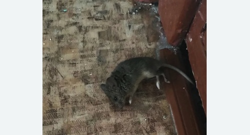 Дезинфекция от мышей в Ленинск-Кузнецком