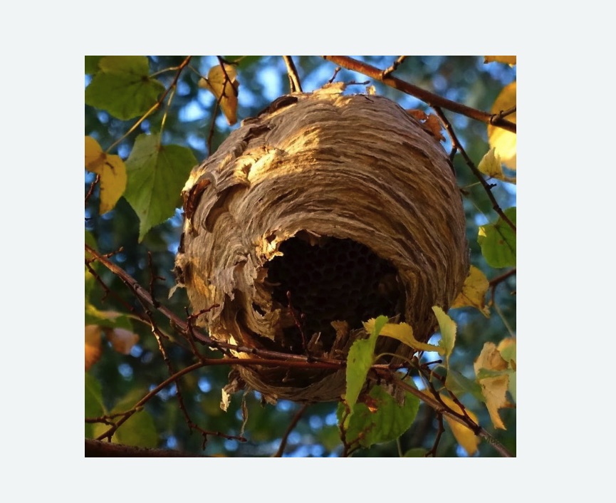 Обработка от шершней в Ленинск-Кузнецком