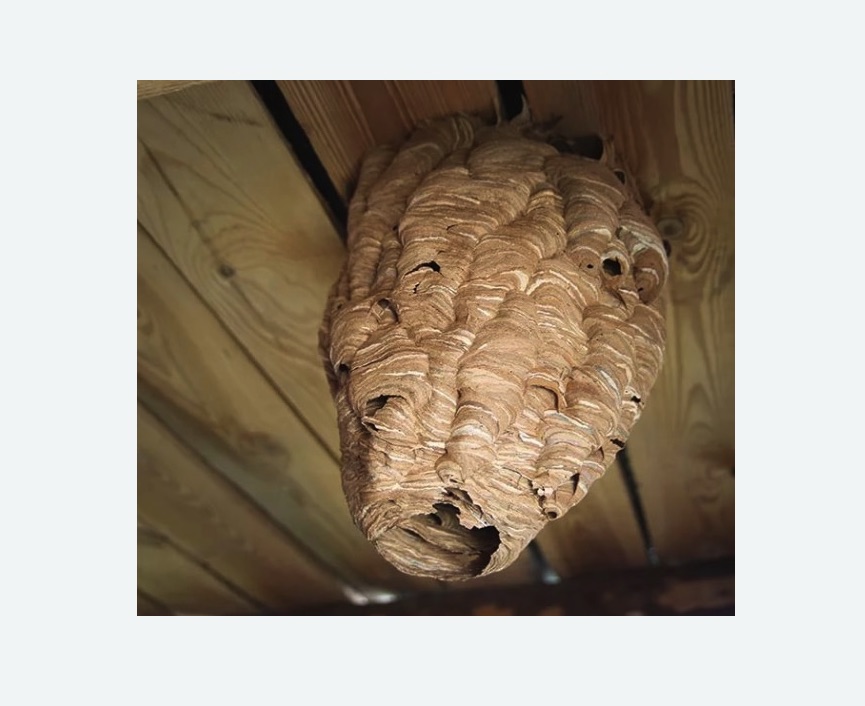 обработка от шершней в Ленинск-Кузнецком