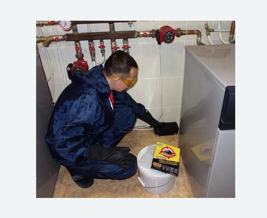 Уничтожение крыс в Ленинск-Кузнецком